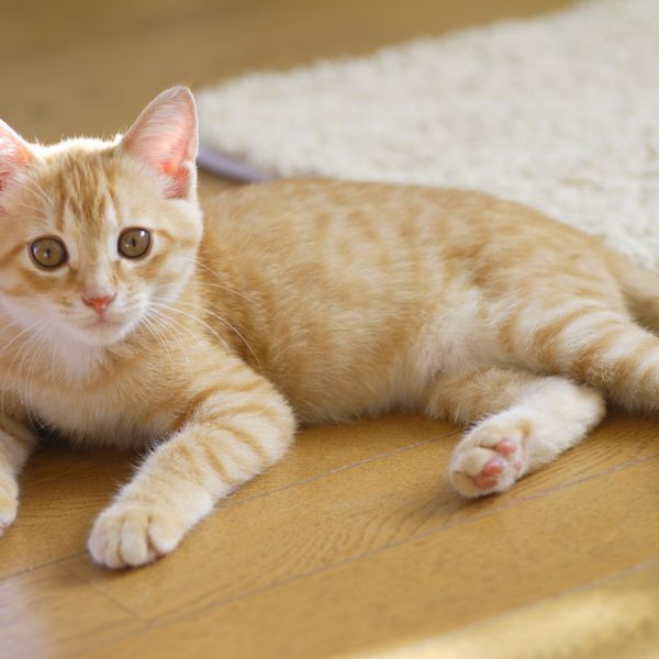 座間の動物病院で猫ちゃんの治療なら当院にお越しください